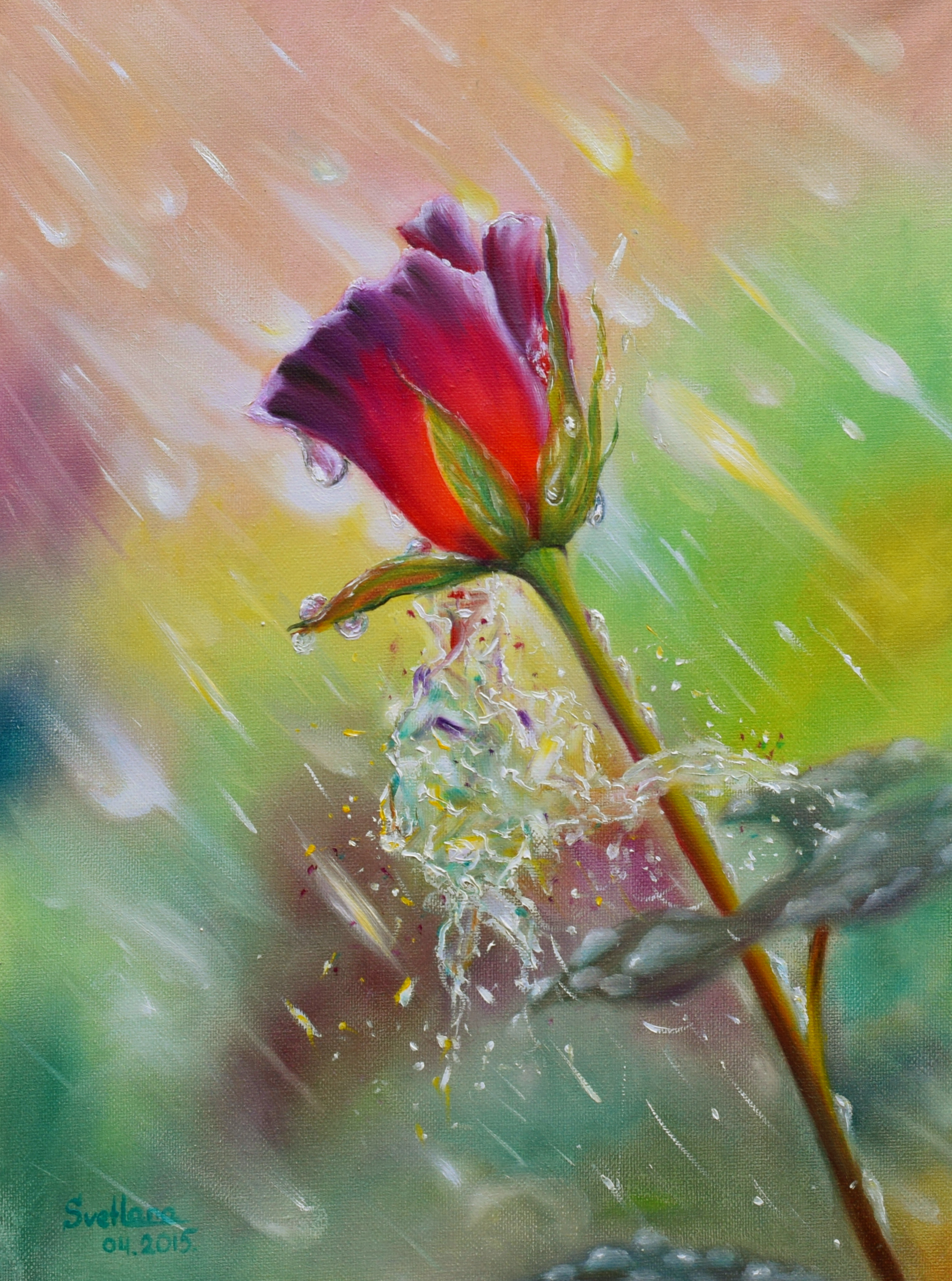 A rose in the rain