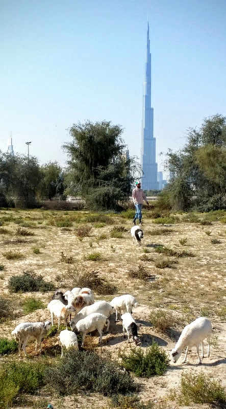 Shepherd  his flock Dubai February 2014