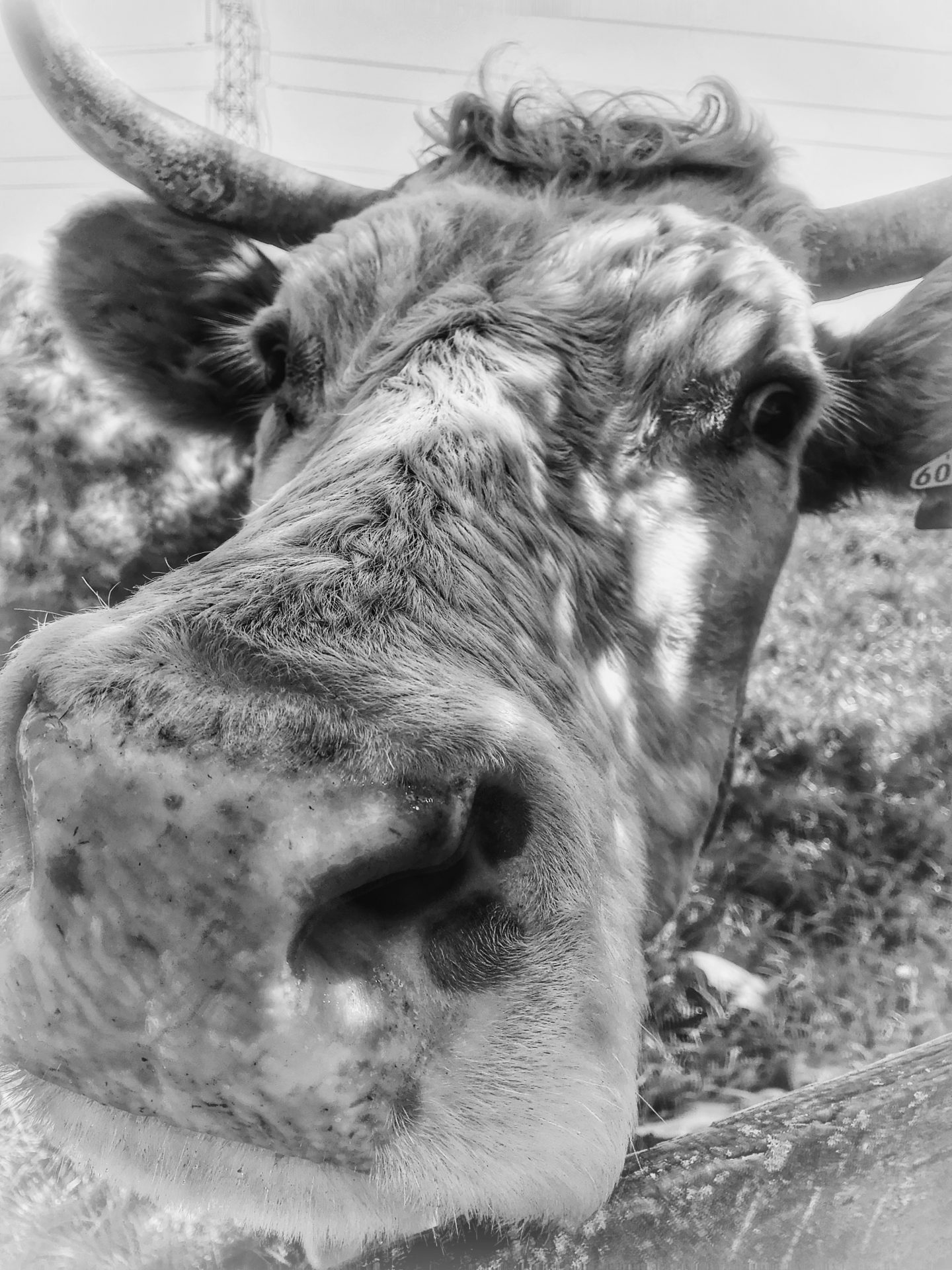 Close up Cow